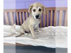 Mastador DOG FOR ADOPTION RGADN-1259752 - **POSTY** - Labrador Retriever /