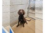 Labrador Retriever Mix DOG FOR ADOPTION RGADN-1259759 - Figgy - Labrador
