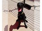 Bloodhound-Great Dane Mix DOG FOR ADOPTION RGADN-1259776 - HADES - Great Dane /