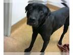 Chinese Shar-Pei-Labrador Retriever Mix DOG FOR ADOPTION RGADN-1259778 - *ARTHUR