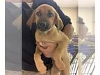 Bloodhound Mix DOG FOR ADOPTION RGADN-1259781 - A399278 - Bloodhound / Mixed