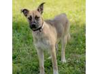 Adopt Allison a German Shepherd Dog