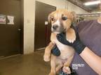 Adopt Little Bo Peep a Mixed Breed