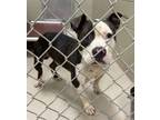 Adopt 18901 a Pit Bull Terrier, American Bully