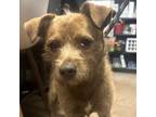 Adopt Rufus a Wirehaired Terrier