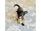 Adopt Funyun a Terrier