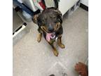 Adopt donald a German Shepherd Dog, Black Labrador Retriever