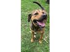 Adopt Kota a German Shepherd Dog, Pit Bull Terrier