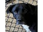 Adopt Benny a Black Labrador Retriever