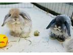 Adopt Stormy & Cheerio (bonded pair) a Angora Rabbit