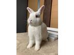 Adopt Gilligan a Bunny Rabbit