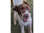 Adopt Brixton a Wirehaired Pointing Griffon, German Wirehaired Pointer