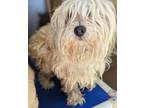 Adopt Thumpstar a Wheaten Terrier, Poodle