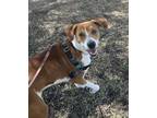 Adopt Andy a Foxhound, Terrier