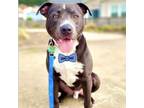 Adopt BILLY a American Staffordshire Terrier, Pit Bull Terrier
