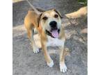 Adopt HENRY a Hound, American Staffordshire Terrier