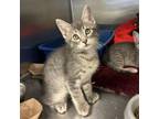Adopt Sasson a Extra-Toes Cat / Hemingway Polydactyl, Domestic Short Hair