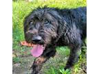 Adopt CT Austin (Fostered in Stafford, CT) a Poodle, Labrador Retriever