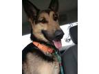 Adopt DZ - foster to adopt or adopter a German Shepherd Dog