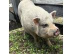 Adopt Klaus Von Porkenstein a Pig