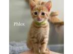 Adopt Phlox 25377 a Domestic Short Hair