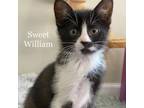 Adopt Sweet William 25376 a Domestic Short Hair