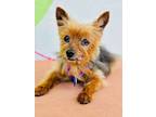 Adopt Squiggles a Yorkshire Terrier