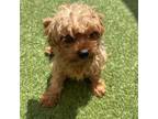 Adopt Sherlock 9206 a Yorkshire Terrier