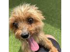 Adopt Charlie 6965 a Yorkshire Terrier