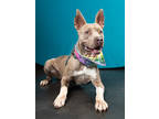 Adopt Carson a Pit Bull Terrier, Mixed Breed