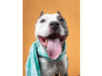 Adopt Sly a Pit Bull Terrier, Mixed Breed