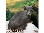 Adopt Merlin a Domestic Short Hair