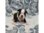 Boston Terrier Puppy for sale in Hominy, OK, USA