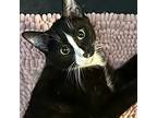 Adopt Herbie -- Bonded Buddy With Hunter a Domestic Short Hair