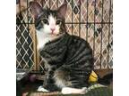 Adopt Hunter -- Bonded Buddy With Herbie a Domestic Short Hair