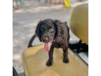 Boykin Spaniel Puppy for sale in Ocilla, GA, USA