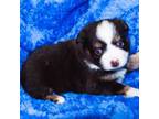 Miniature Australian Shepherd Puppy for sale in Leighton, AL, USA