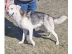 Adopt 24-0004/K9 a German Shepherd Dog, Siberian Husky