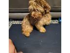 Dachshund Puppy for sale in Bristol, TN, USA