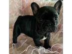 French Bulldog Puppy for sale in Marengo, IA, USA