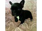 French Bulldog Puppy for sale in Marengo, IA, USA