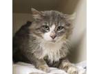 Adopt Russet a Domestic Long Hair