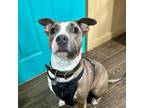 Adopt Chico a Mixed Breed