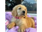 Golden Retriever Puppy for sale in Temple Hills, MD, USA
