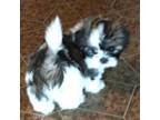 Shih Tzu Puppy for sale in Monroe, MI, USA