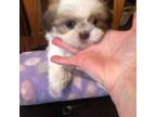Shih Tzu Puppy for sale in Monroe, MI, USA