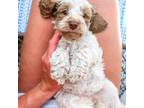 Miniature Labradoodle Puppy for sale in Manhattan, KS, USA