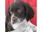 French Spaniel Puppy for sale in Dodge Center, MN, USA