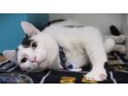 Adopt Patches a Domestic Long Hair, Domestic Short Hair