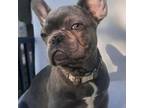 French Bulldog Puppy for sale in Jacksonville, FL, USA